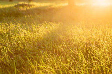 Green grass with sunset views. Blurred natural backgroundの写真素材