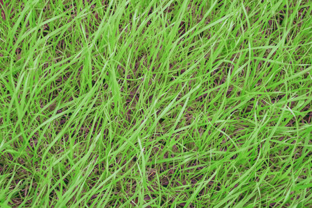 Top view of green young grass. Natural background.の写真素材