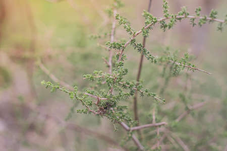 Asparagus bush in the forest, sprengeri plant, fresh green leaves.の写真素材