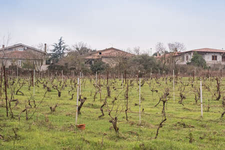 Young vineyard bushes without leaves near in the village.の写真素材