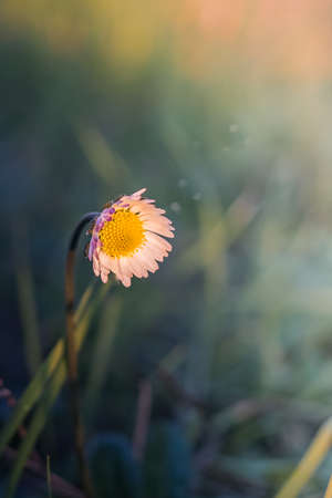 Close up chamomile on a green background in the forest at sunset.の写真素材