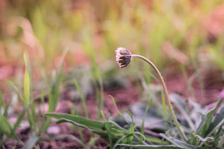 Closed chamomile in the field at sunset. Daisy flowers.の写真素材