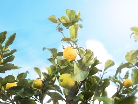 Yellow lemons on tree branches on blue skyの写真素材