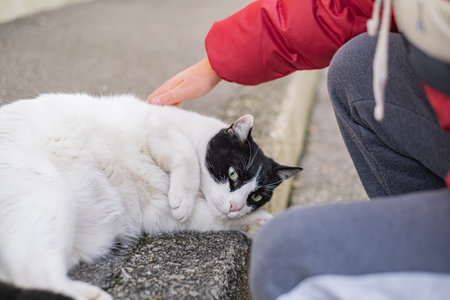 Childs hand closeup caresses a fluffy cat outdoorsの写真素材