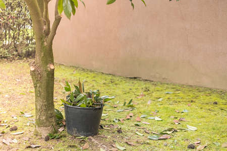 Cropped branches ahd leaves in pots. Preparing trees for the new summer seasonの写真素材