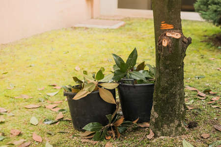 Cropped branches ahd leaves in pots. Preparing trees for the new summer seasonの写真素材