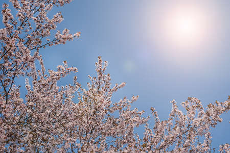 Blue sky and pink cherry blossoms in early spring