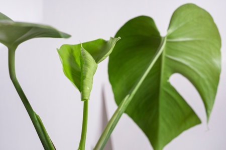 Beautiful young leaf of monstera on light background. Minimalism concept.の写真素材