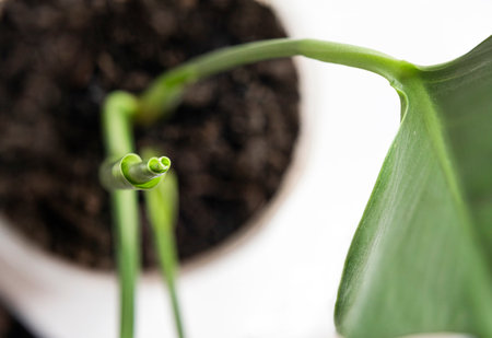 Beautiful young close leaf of monstera on light background. Top view.の写真素材