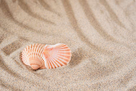 Background sea sand grains, fine beach sand and shells.