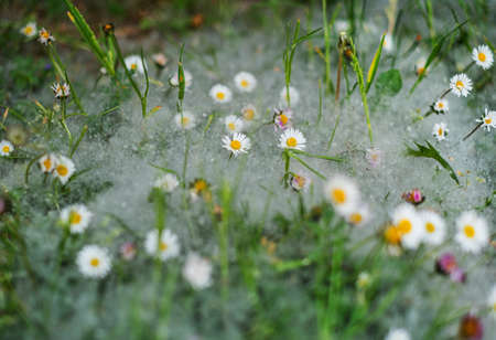 Pooh of poplar covered the ground, dandelions and grass in summer like white snow.の写真素材