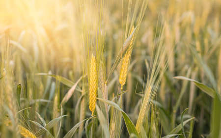 fresh green wheat field at sunset. Background