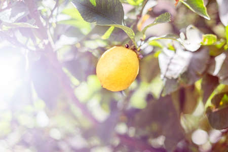 Ripe lemon hangs on tree branch in sunshine.の写真素材