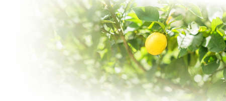 Banner ripe lemon hangs on tree branch in sunshine.の写真素材