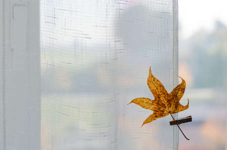 Yellow leaf on background of an autumn view from the window, copy spaceの写真素材