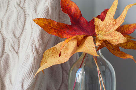 Autumnal leaves in glass vase on light knitted backgroundの写真素材