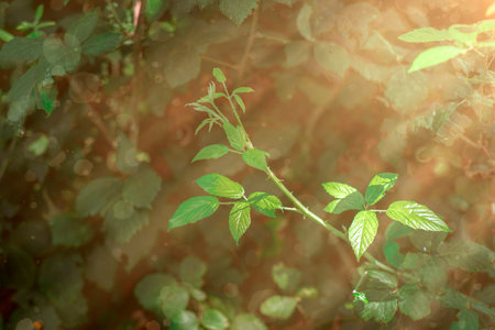 Green leaves on branch on green background with yellow sun light effect