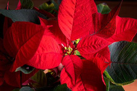 Closeup of christmas red poinsettia flowers . Euphorbia pulcherrima.