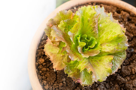 Growing salad at home. Close up of growing green salad in a flower potの写真素材