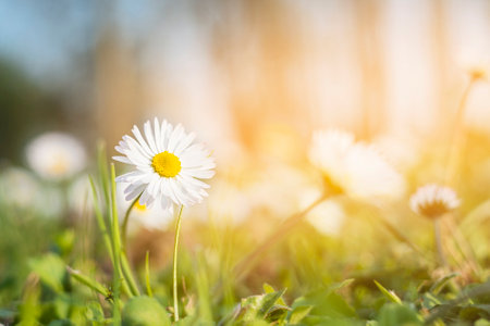 fresh daisies in the field at sunsetの写真素材