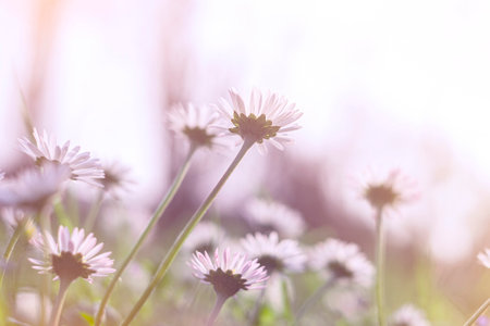 fresh daisies in the field at sunsetの写真素材
