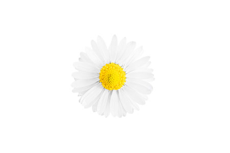 One white daisy flower isolated on white background.の写真素材
