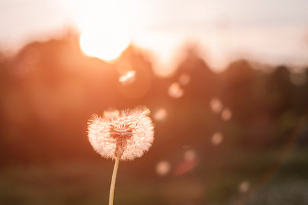 Fluffy dandelion glow in the rays of sunlight at sunset in the fieldの写真素材