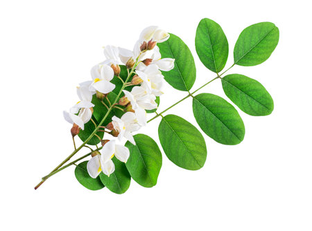 white acacia flowers on white isolated backgroundの写真素材