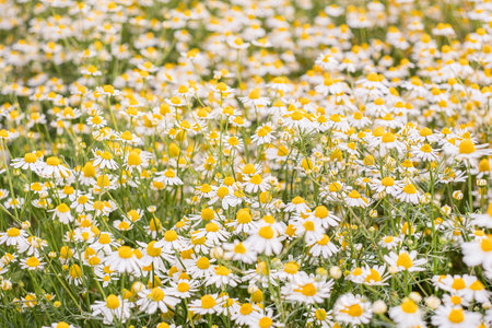 Field wild chamomile. Spring or summer blossom blooming. Field flower. Copy spaceの写真素材