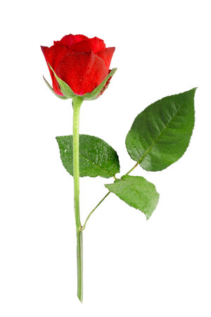 Single red Rose Isolated on White Background.の写真素材