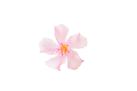 Beautiful pink oleander flowers isolated on white background. Natural floral background. Floral design elementsの写真素材