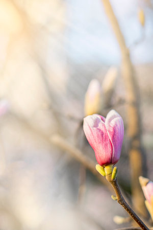 Close up blooming magnolia flower in spring on light background.の写真素材