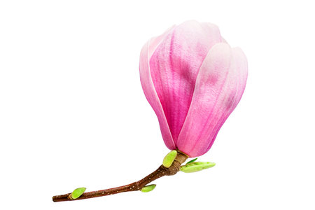 Pink magnolia flower isolated on white backgroundの写真素材