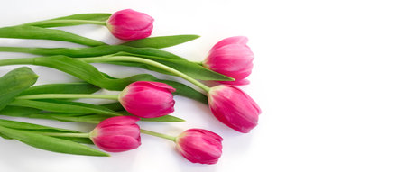 Pink tulip flowers bouquet on white background. Flat lay, top view.の写真素材