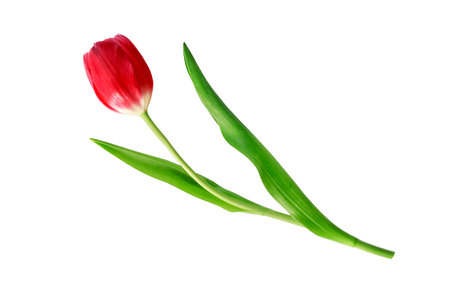 Red tulip flower on white background. Top view.の写真素材