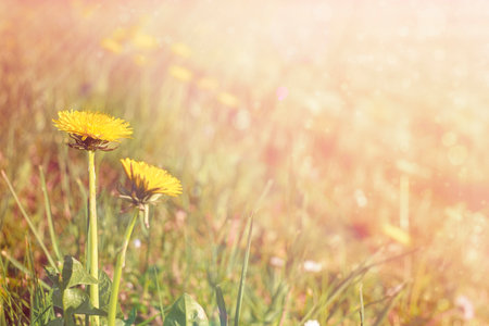Yellow dandelions flower field. Daisy in the nature. Flowers in sun.の写真素材
