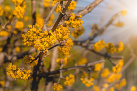 yellow flowers blossom in spring time on sky background.の写真素材