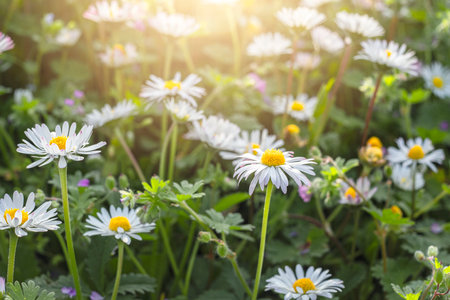 Chamomile flower among green grass on a sunny summer day.の写真素材