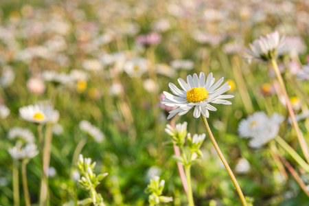 Chamomile flower among green grass on a sunny summer day.の写真素材