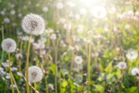 Dandelions in field. Plant in spring. Details of summer nature.の写真素材