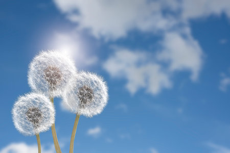 Beautiful puffy dandelions and flying seeds against blue sky on sunny dayの写真素材