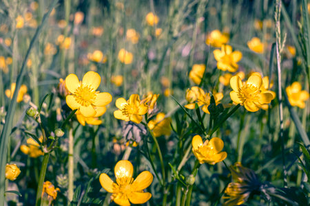 Field of yellow flowers and green grass defocus, in the foreground is a yellow flower.の写真素材