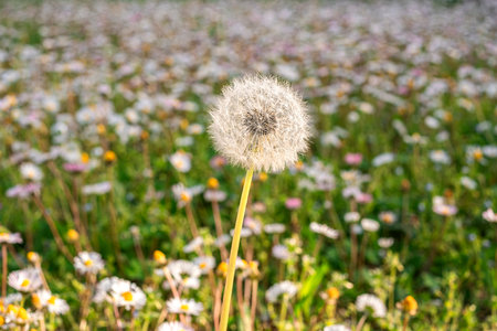 Dandelions in field. Plant in spring. Details of summer nature.の写真素材