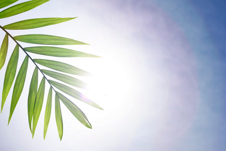 Creative layout made of green tropical leaves on blue background. Minimal summer exotic concept with copy space.の写真素材