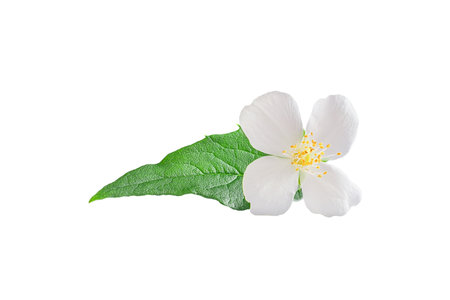 Jasmine flower with leaves isolated on white backgroundの写真素材