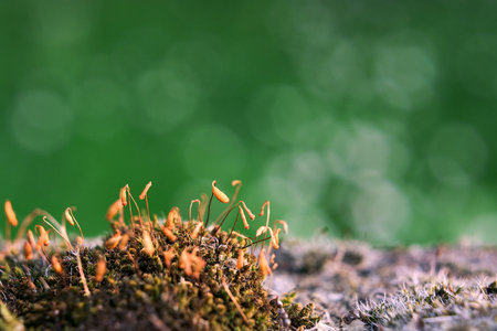 Moss in bloom macro on a concreteの写真素材