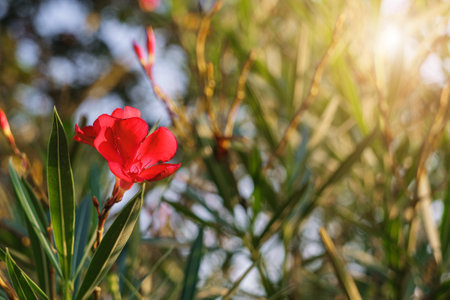 Red Nerium oleander shrub at sunset.
