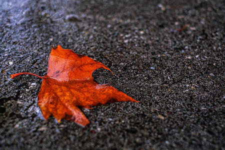 Colorful leaf in drops on the asphalt. Abstract autumn background from the fallen leaves. Golden autumn.の写真素材