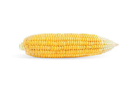 Fresh corn isolated on white backgroundの写真素材