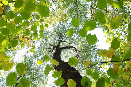 Summer forest worm's-eye view. Autumn background. Leaf silhouette.